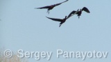 Video of Glossy Ibis - Glossy Ibis finding eat in Shabla lake
